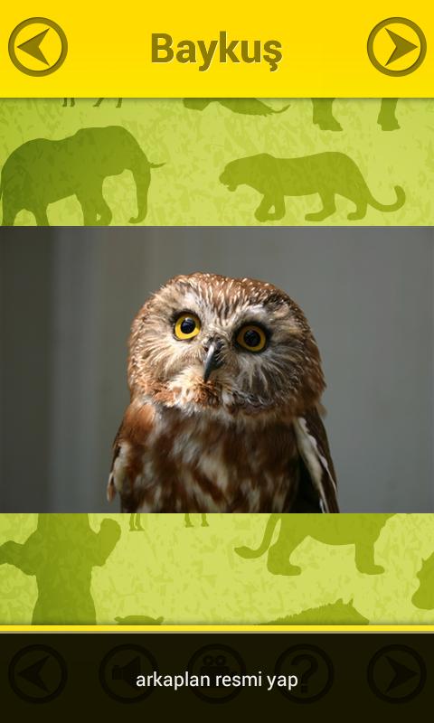 Magic Zoo