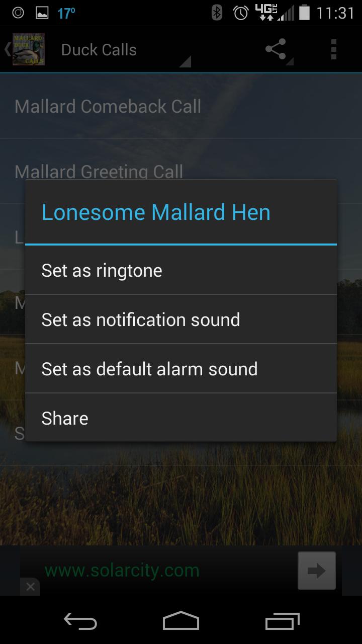 Mallard Duck Calls