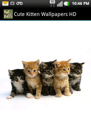 Cute Kitten Wallpapers HD