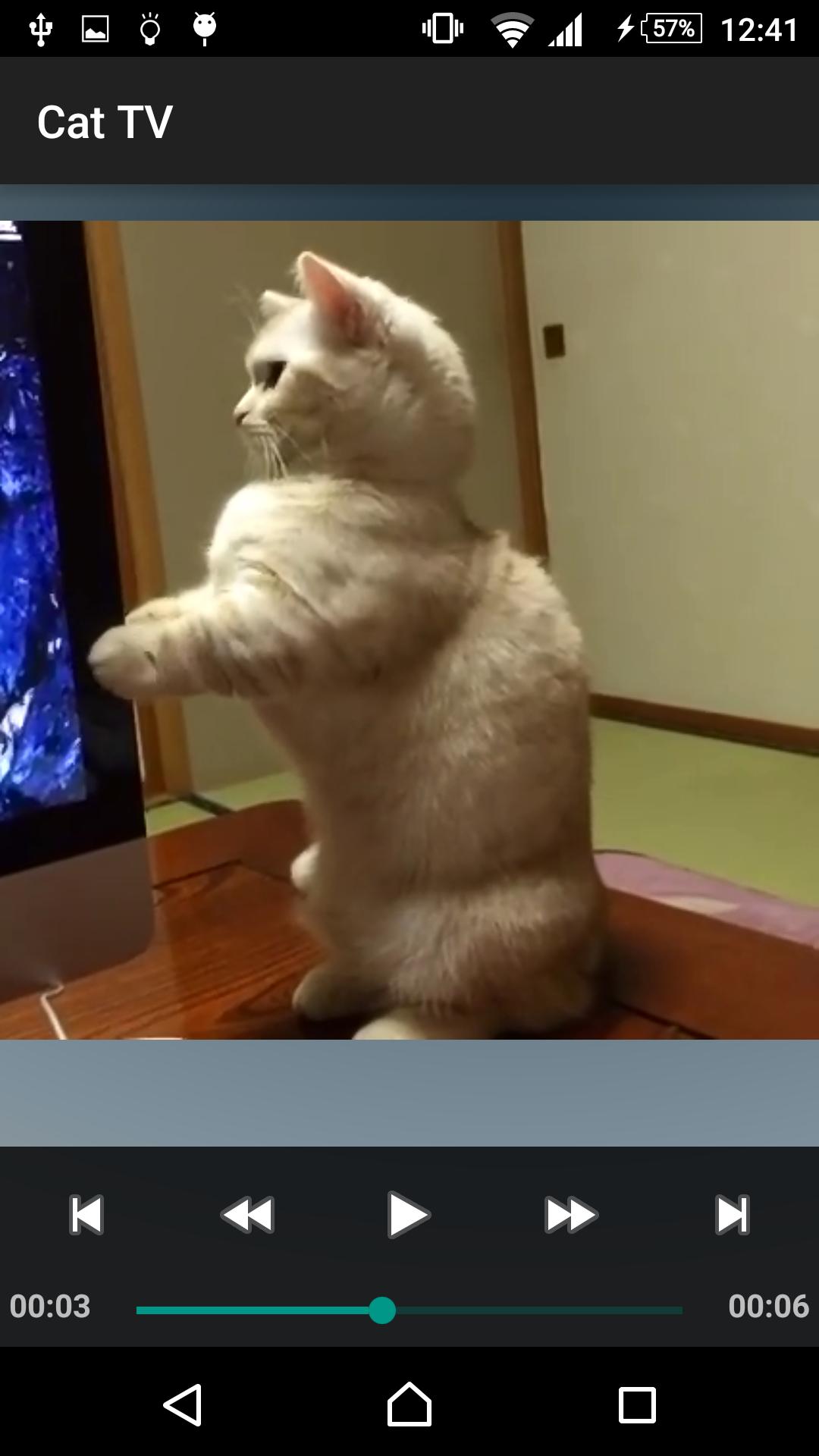 Kitty Kittens