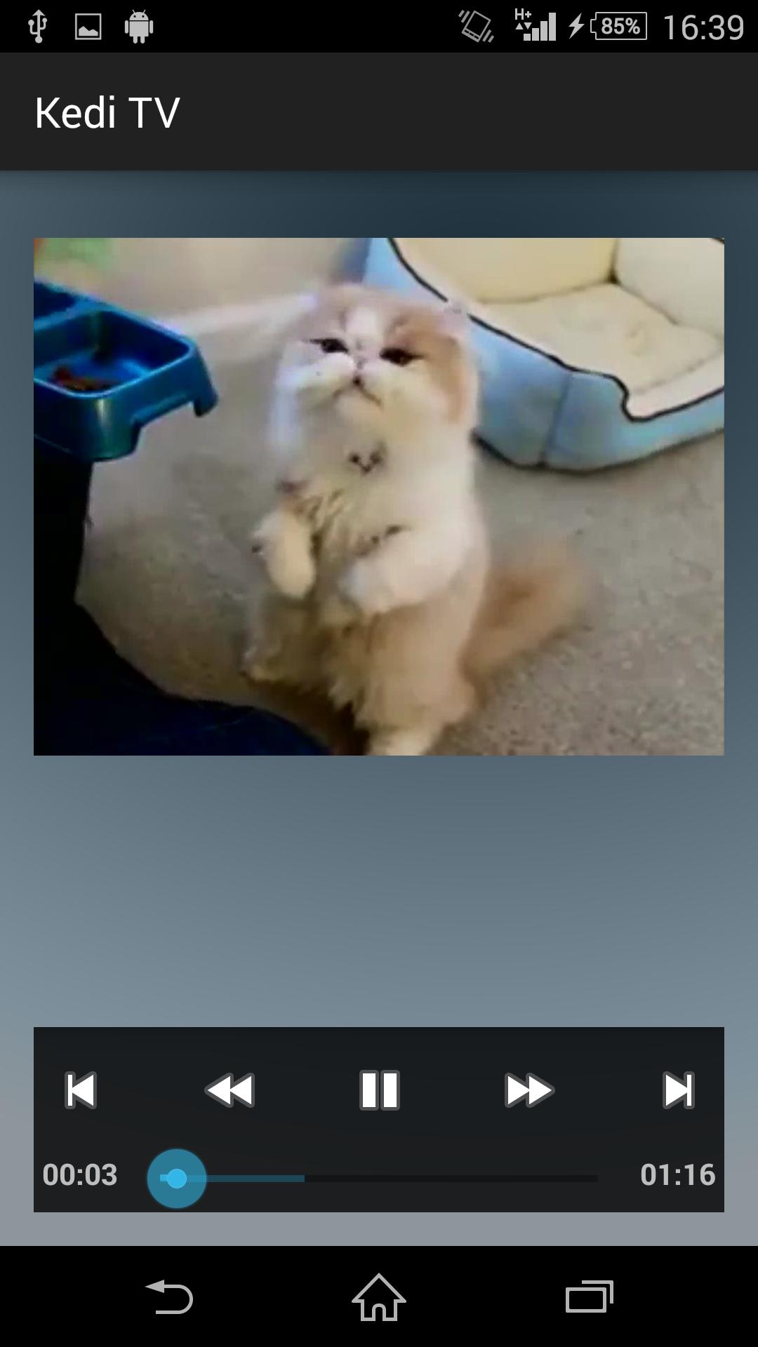 Kitty Kittens