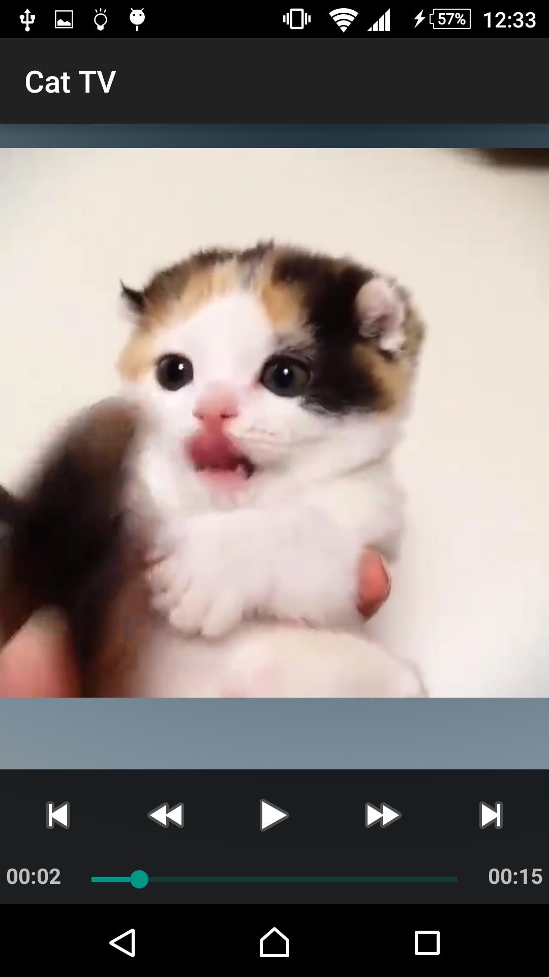 Kitty Kittens