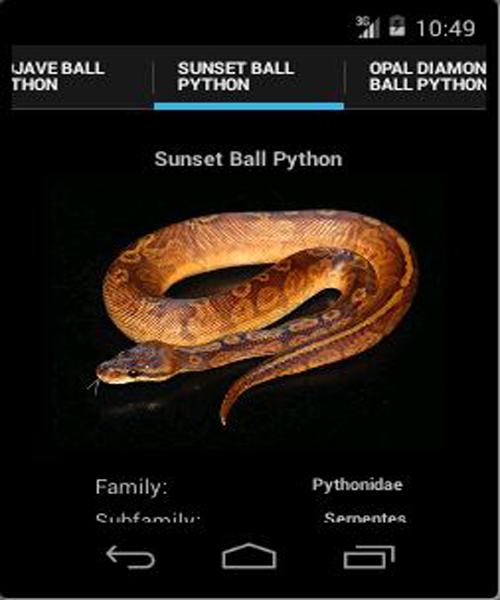 Ball Pythons